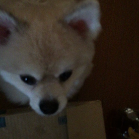 冬でもキュウリの画像