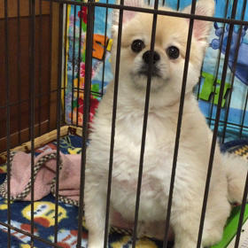 おしゃべりの画像