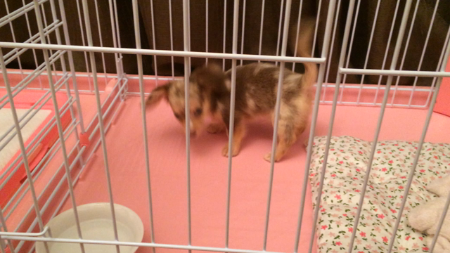 ∞犬の王子様∞の記事動画