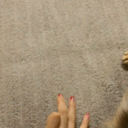 ∞今日の、犬の王子様∞の記事動画
