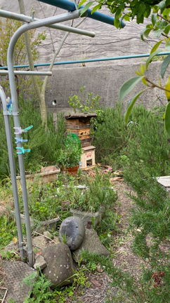 蜂球の記事動画