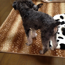 裸族ψ(｀∇´)ψの画像