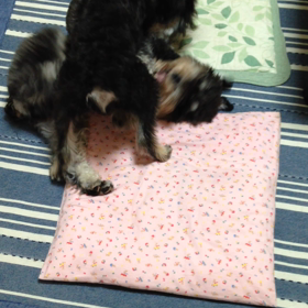 格闘❗️ψ(｀∇´)ψの画像