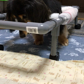 チビ、突進！（ﾟдﾟlll）の画像