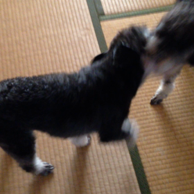 朝から遊んでるよ♪( ´▽｀)の画像