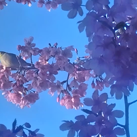 春の動  画ですの画像