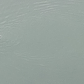 片男波の 鵜は、カワウ（川鵜）だと、思うの画像