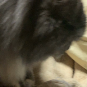 ルルのふみふみの画像