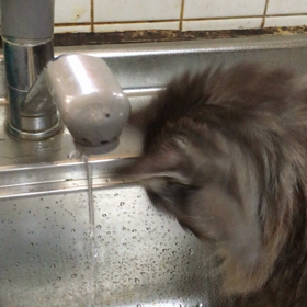 ニャンコは水遊びが好き⁈の画像