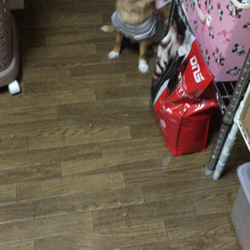 動画。の画像