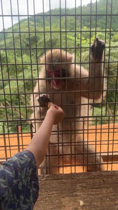 【京都】 なのに涼しかった 嵐山の 猿山の記事動画