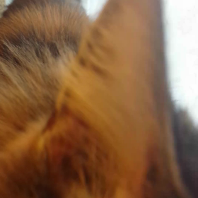 暇な２匹の画像