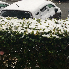 今日は建国記念の日     また 雪ですの画像