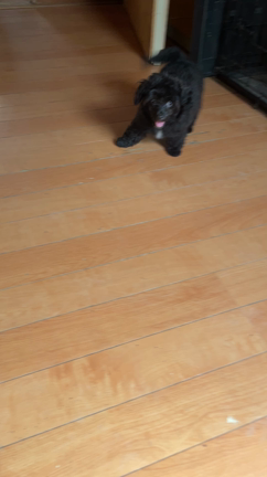動画の記事動画