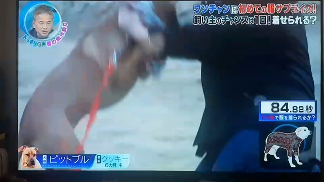 そうそうの記事動画