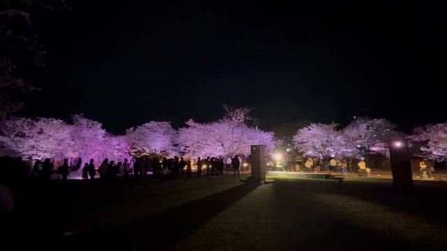 姫路城　夜桜の記事動画