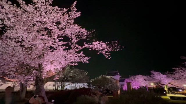 姫路城　夜桜の記事動画