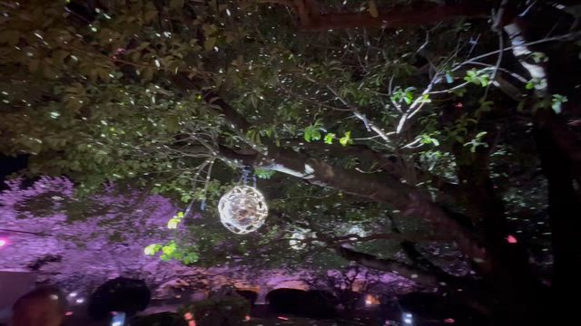 姫路城　夜桜の記事動画