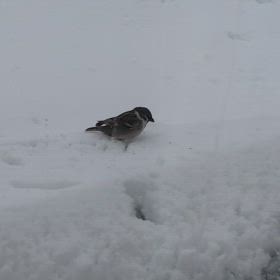 大雪〜❢の画像