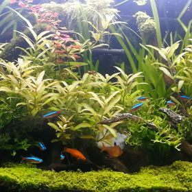 廉価番熱帯魚水槽の画像