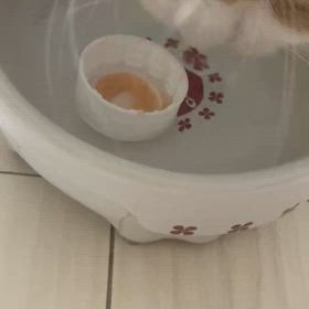 夏バテ気味の猫ちゃんに水を飲ませる方法の画像