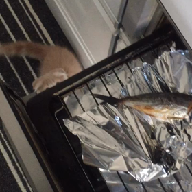 魚を焼くと・・の画像