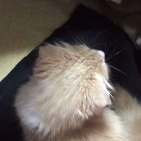 人生、いや猫生初コタツの画像