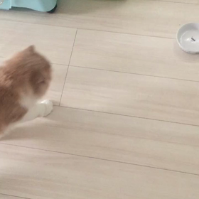 ご飯ちょーだい！の画像