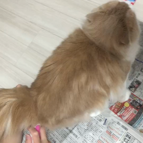 チュールって凄いということが改めてわかった件の画像