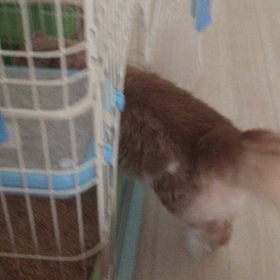 僕そこに置かれると気になるんだけどーー！！の画像