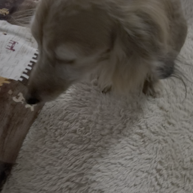 わぁ～い！の画像