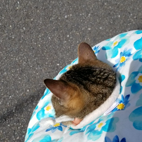 お散歩の画像