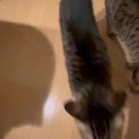 ☆ネコの日☆の画像