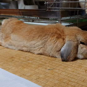 昨夕から突然!の画像