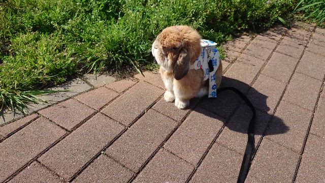 遅くなりましたが参加します！①の記事動画
