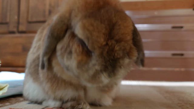 遅くなりましたが参加します！①の記事動画