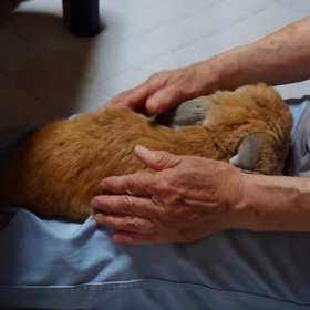 点鼻薬の結果の画像
