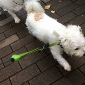 おやつちょうだいの画像