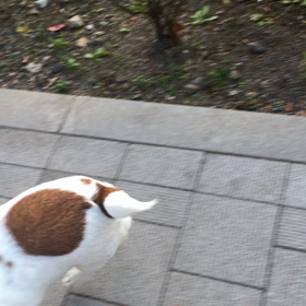 追加動画で〜すの画像