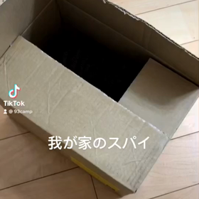 久々に猫カフェの画像