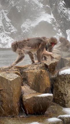 閏年が誕生日・信州小旅行①地獄谷野猿公苑(スノーモンキーパーク)の記事動画