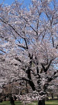 桜とファラフェルの記事動画
