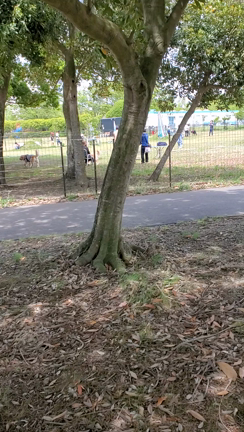 大事な時にいつも強風・・・の記事動画