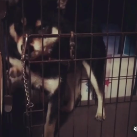 得意技　親父とマサムネの知恵比べの画像