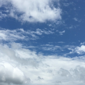 元気になった？セミの画像