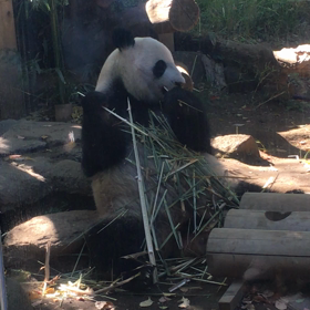 パンダ@上野動物園の画像