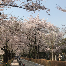 桜並木〜青山霊園〜の画像