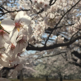 桜の画像