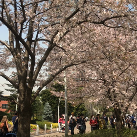 桜並木〜六本木ミッドタウン〜の画像