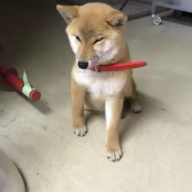 わんこの画像